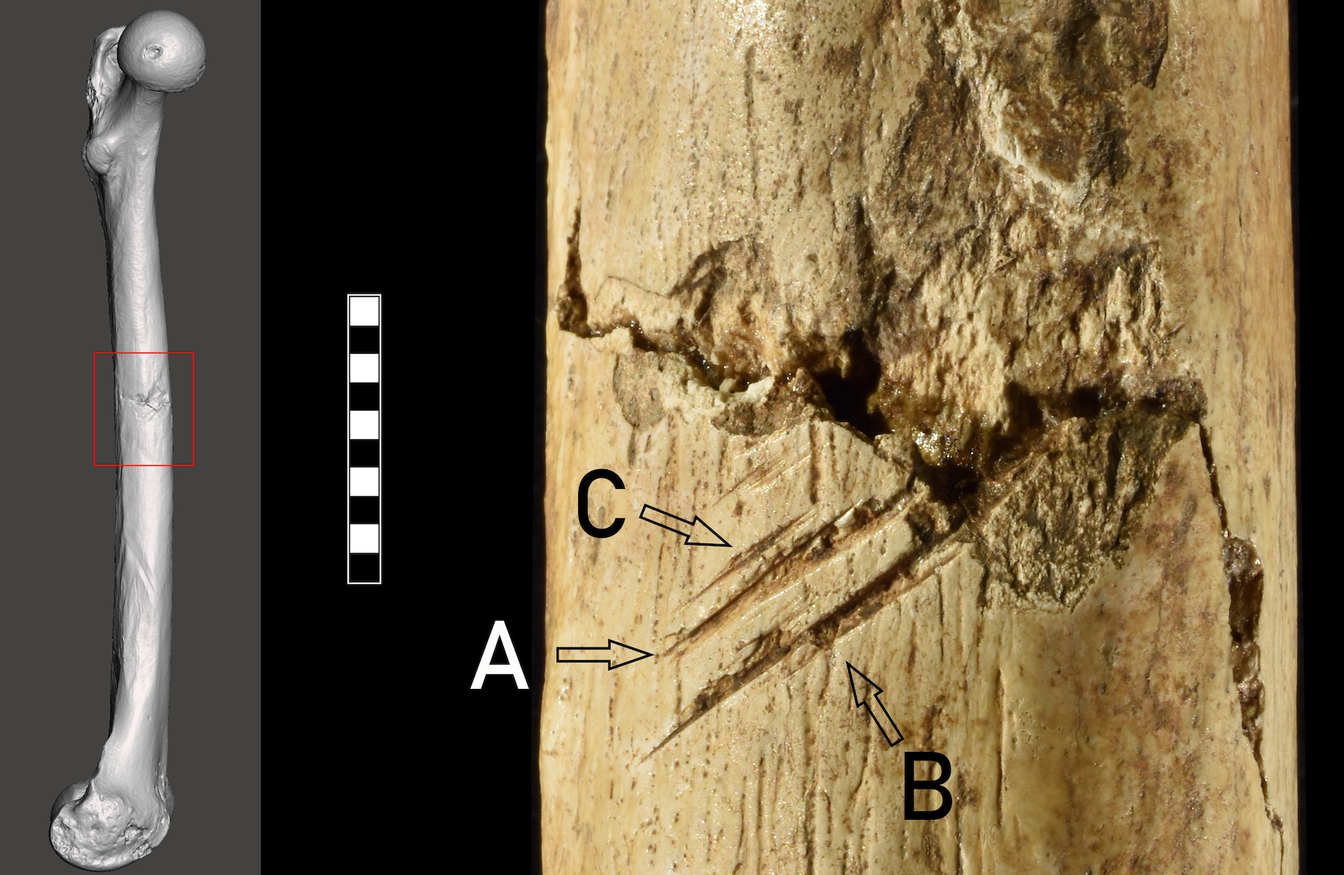 an image of a femur with a zoomed-in inset showing projectile impact marks
