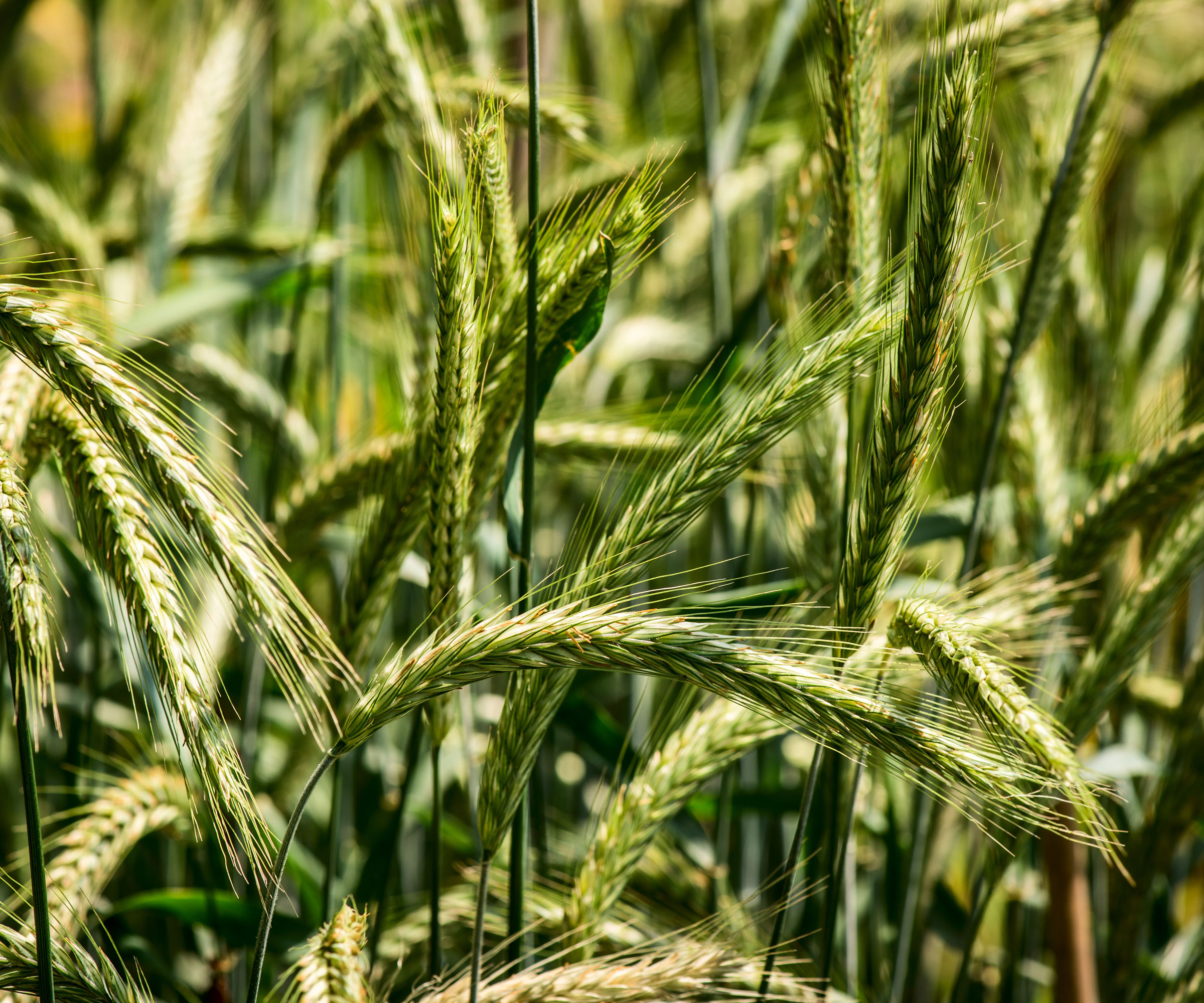 winter rye plants showing green grain heads