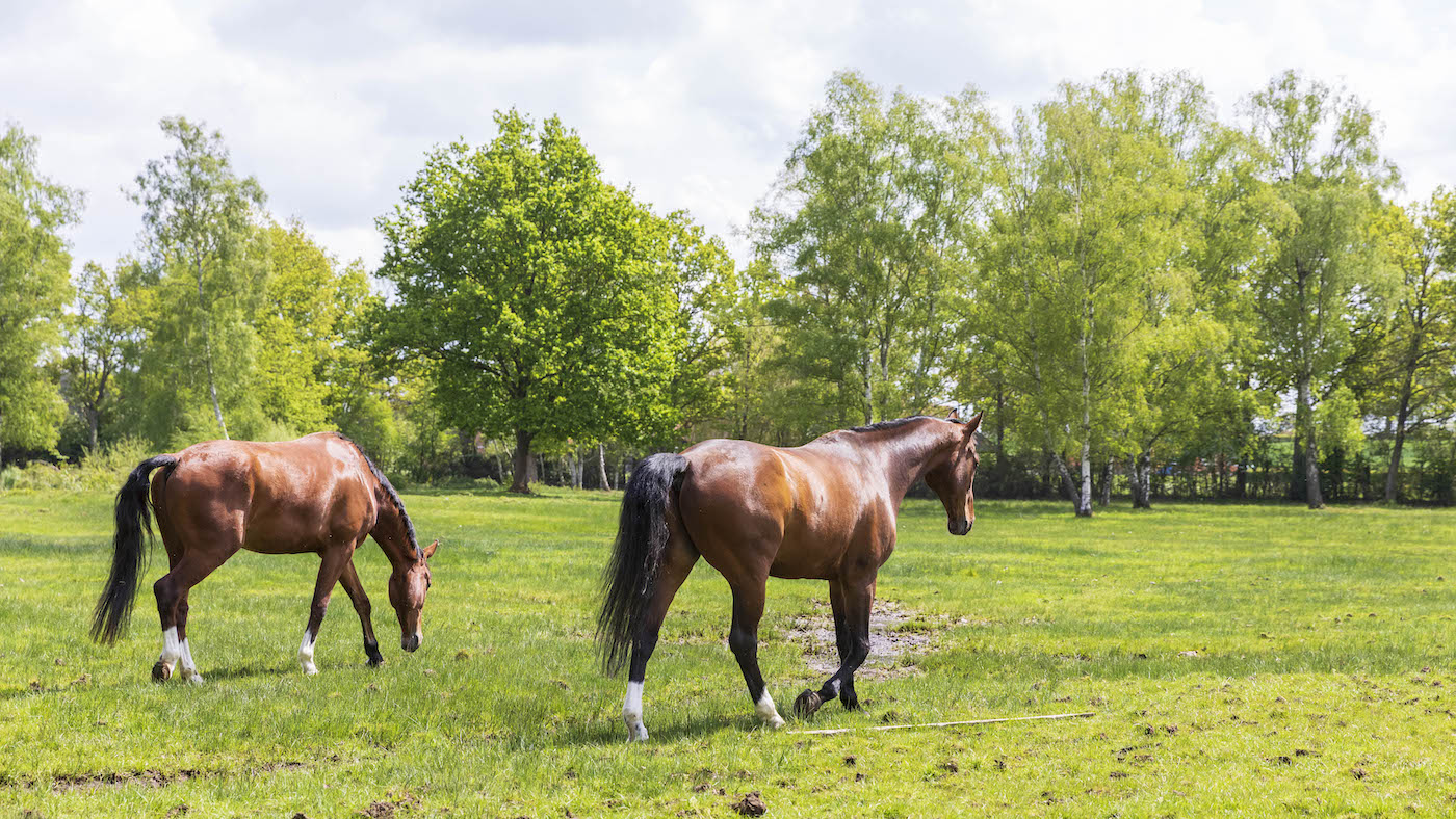HAH00.lb_stockspring23.Field_and_Turnout_4R2A1645.jpg