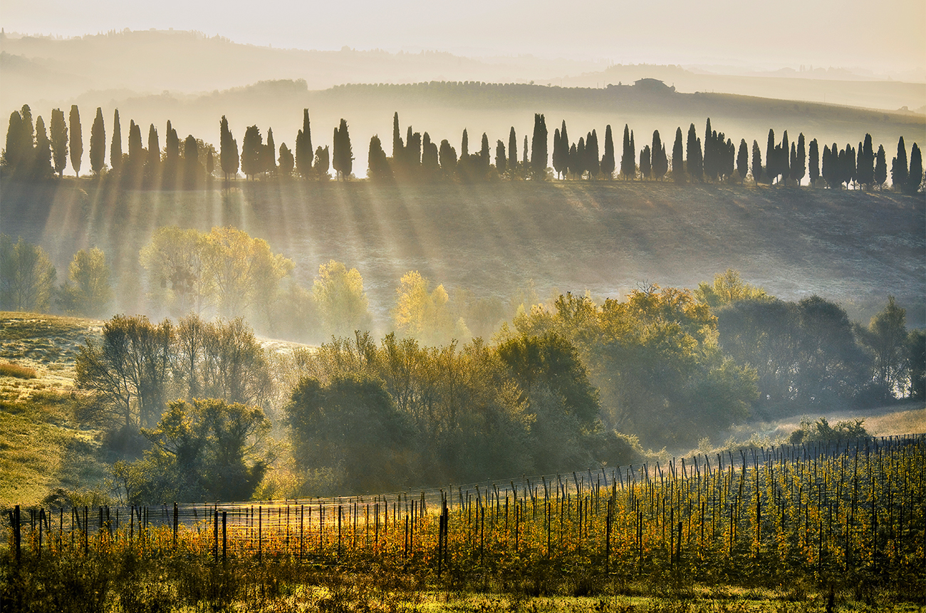 Lamole di Lamole estate