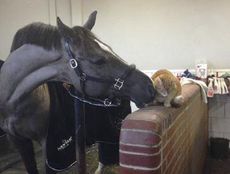 Valegro at home with yard cat Clyde