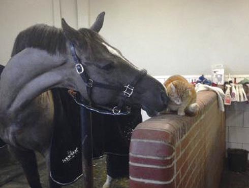 Valegro at home with yard cat Clyde