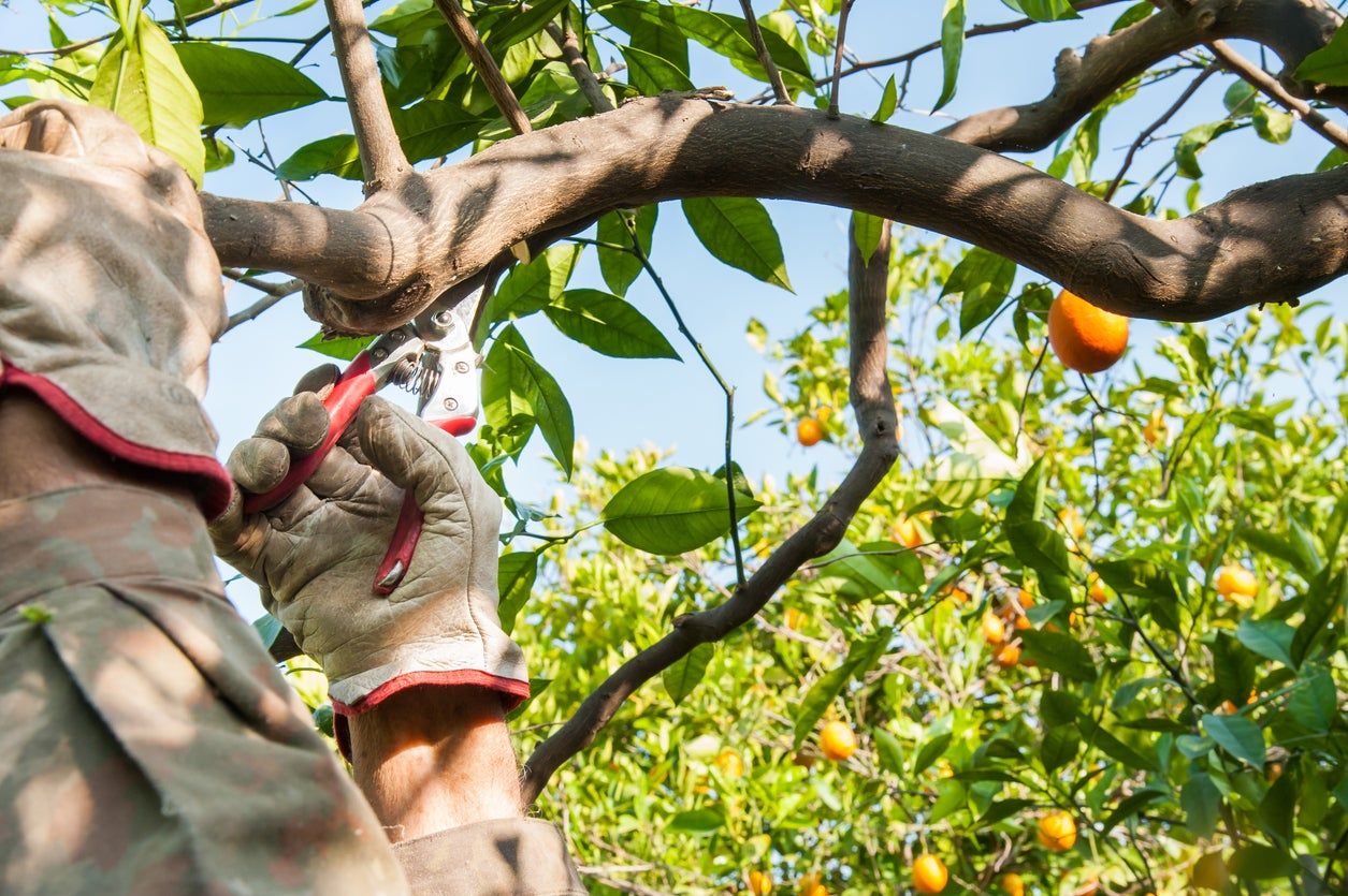 pruning citrus