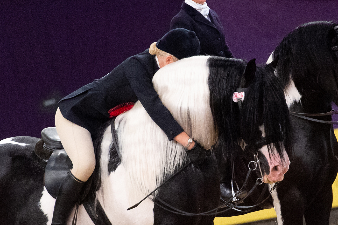 HOYS19_COLOURED_HORSE_AND_PONY_OF_THE_YE_355110522_403888981-1.jpg