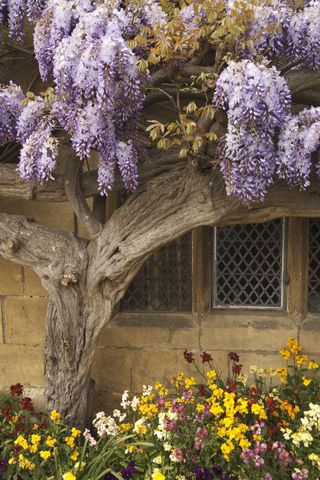 Wisteria covered Cottage, Broadway, Cotswolds