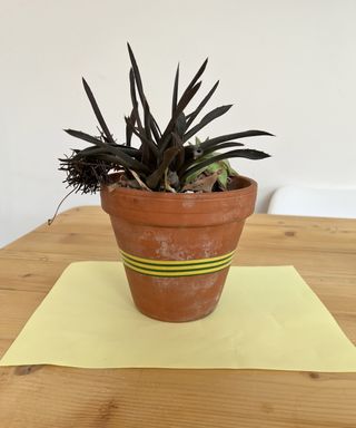 terracotta plant pot with tape