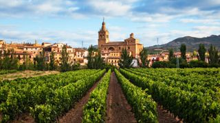 vineyard in Rioja, Spain