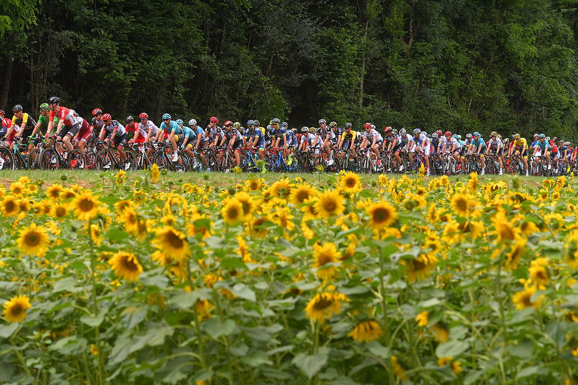 The Tour peloton works its way through fields of sunflowers