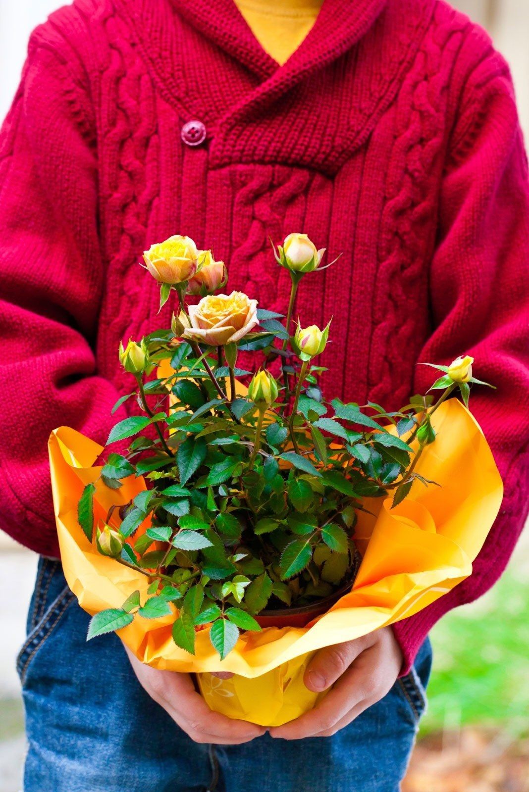 Person Holding A Small Rose Plant