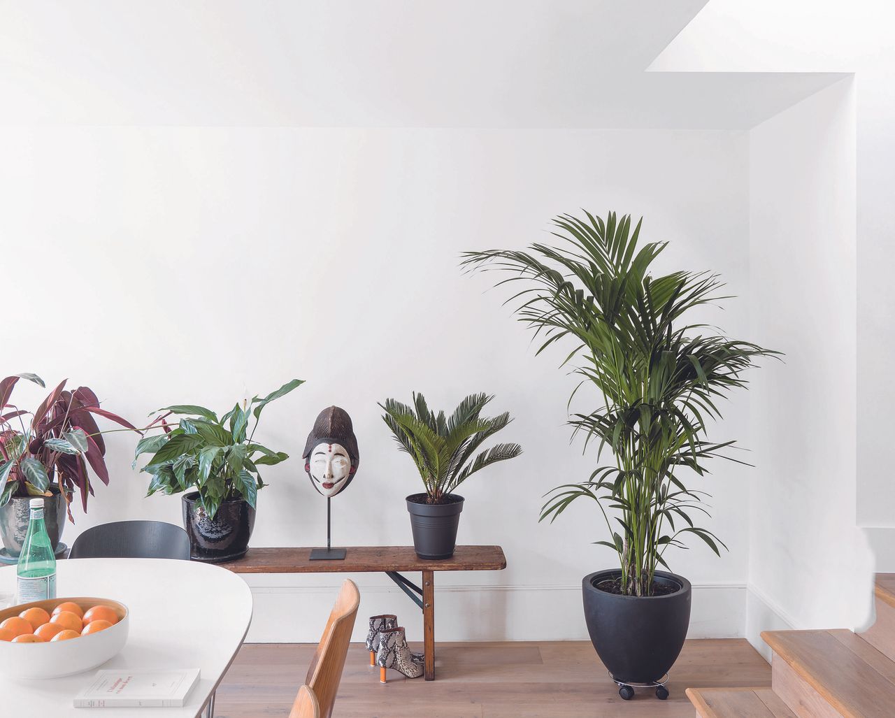 A room painted in a crisp white with houseplants standing on the floor