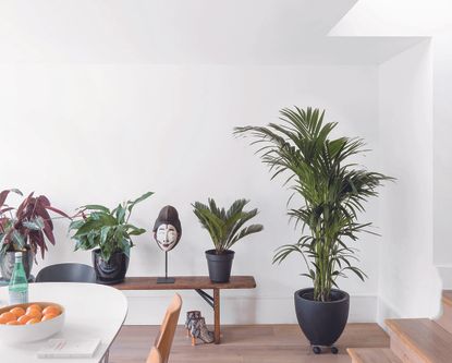 A room painted in a crisp white with houseplants standing on the floor