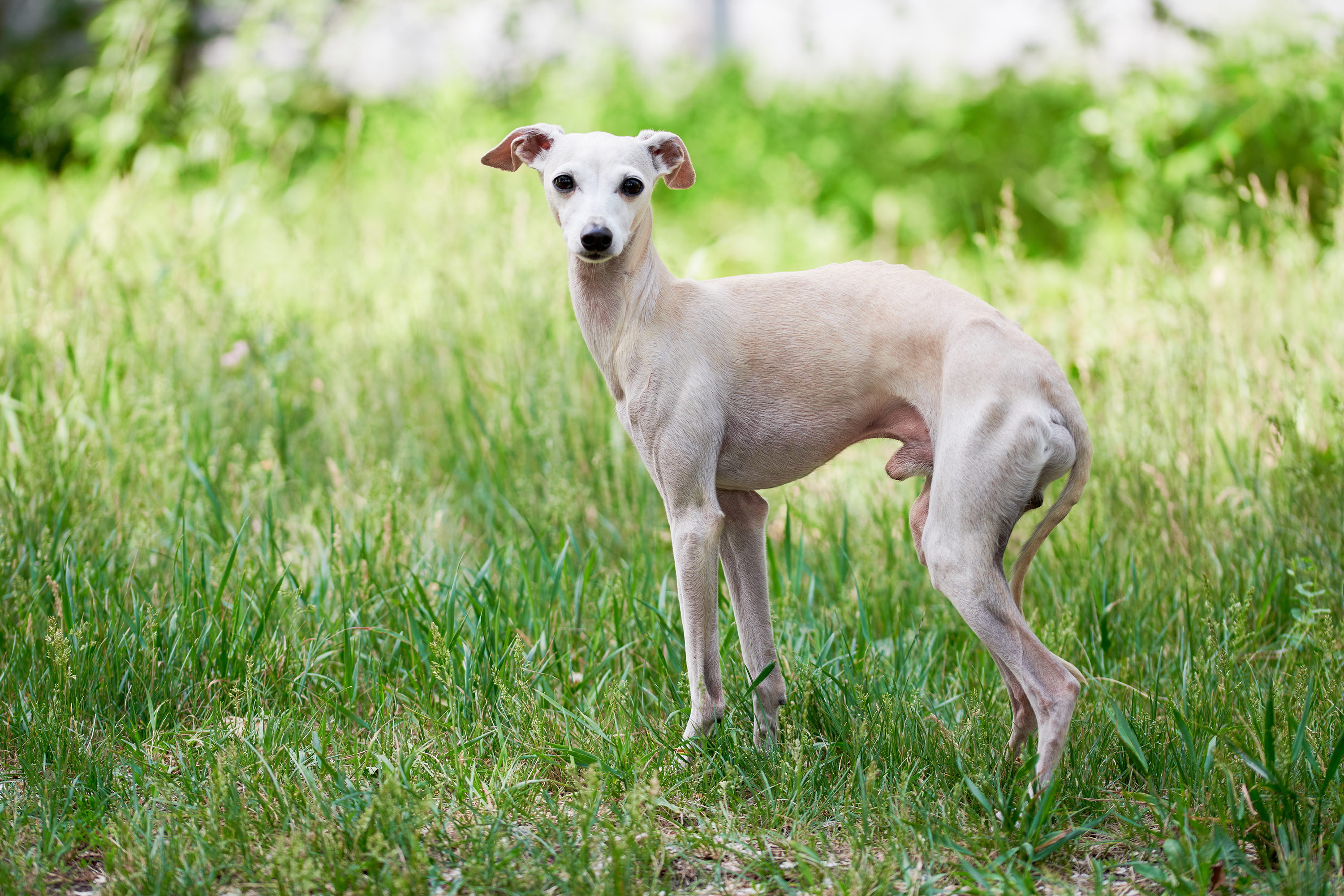Italian Greyhound stood in field