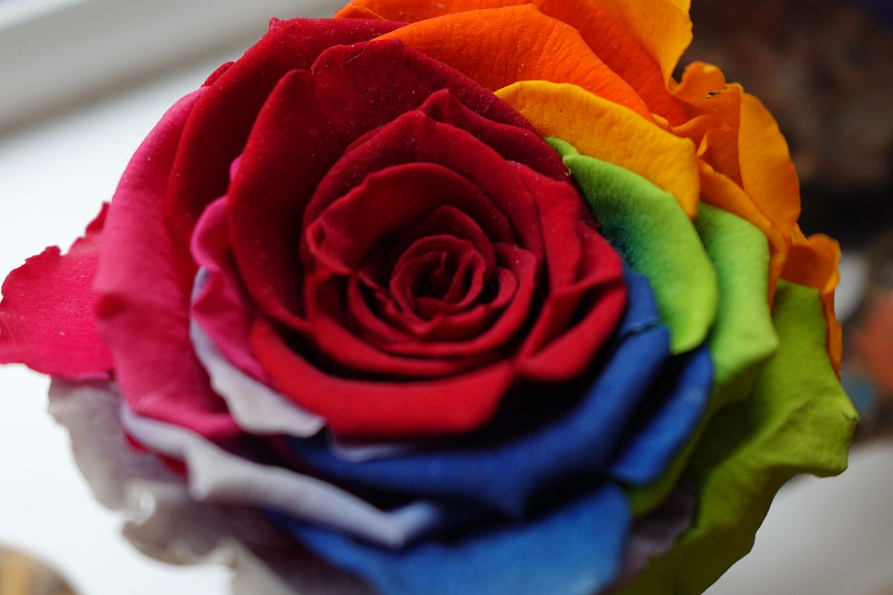 A photo of a fake rose taken on a Sony ZV-1F vlogging camera