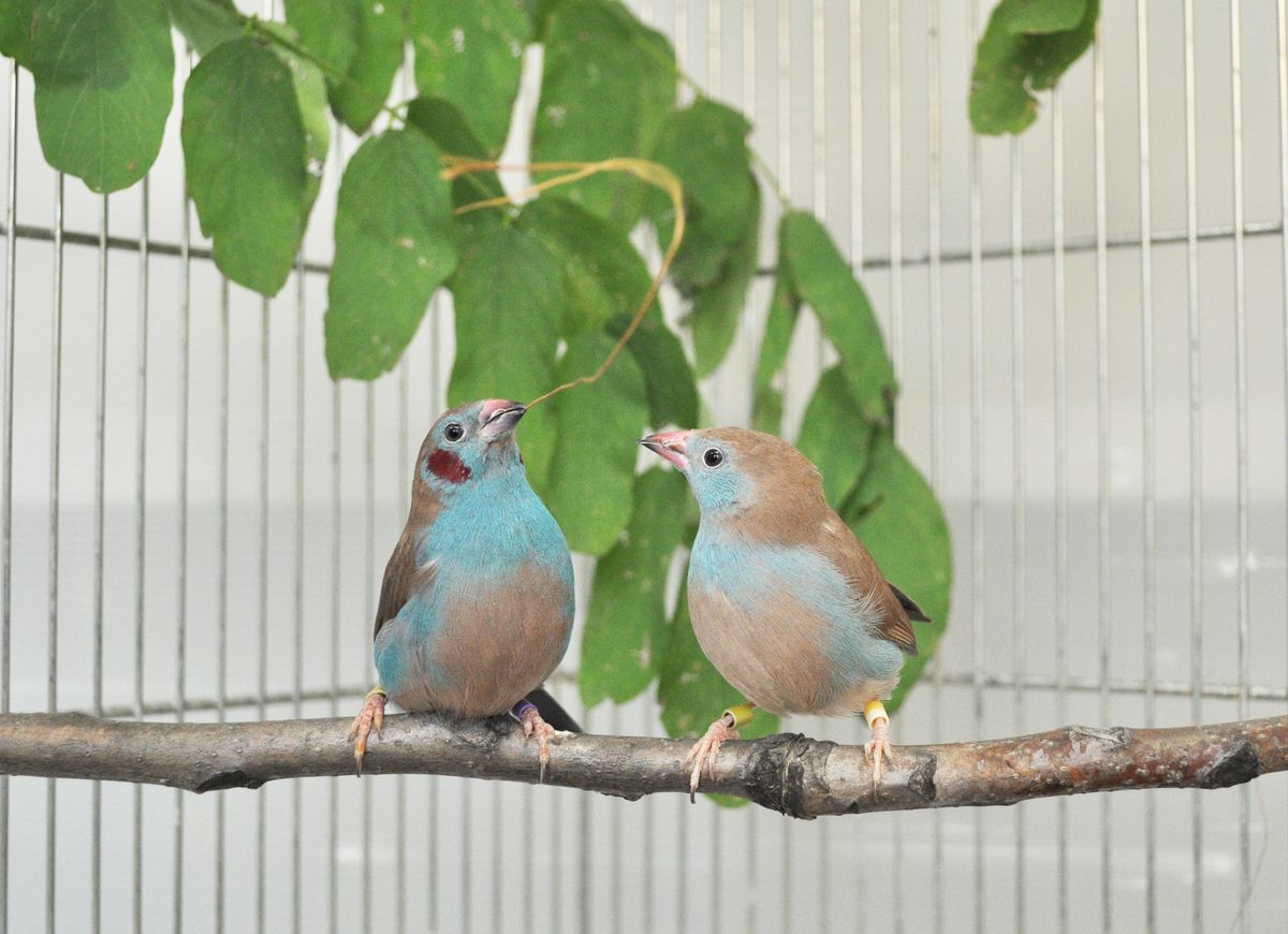 A male red-cheeked cordon-bleu songbird performs his mating &quot;tap dance&quot; to court the gal next to him on their perch.