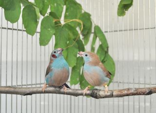 A male red-cheeked cordon-bleu songbird performs his mating "tap dance" to court the gal next to him on their perch.