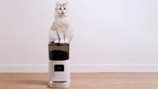 Cat sitting on automatic pet feeder