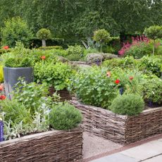 Raised beds with herbs and flowers