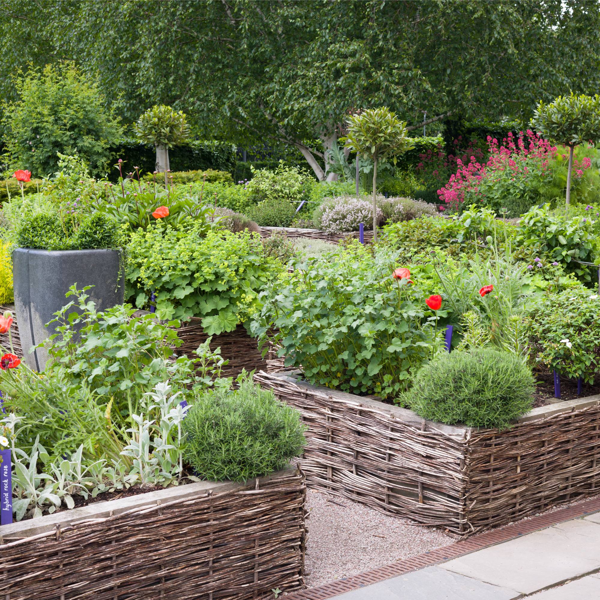 Raised beds with herbs and flowers