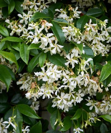 White flowers: 12 elegant choices for borders and pots | Gardeningetc