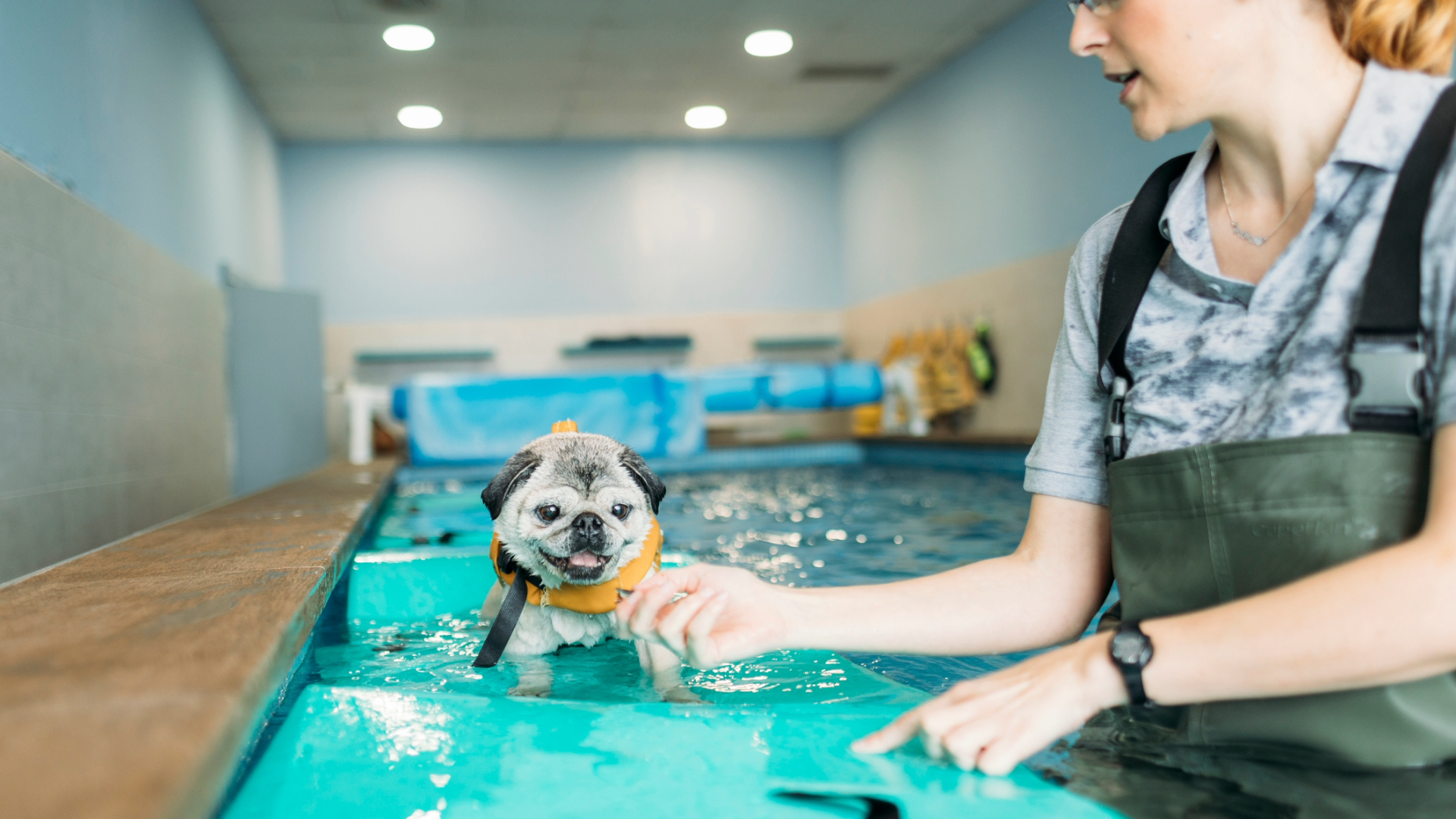 A dog having a hydrotherapy session in a specialised pool