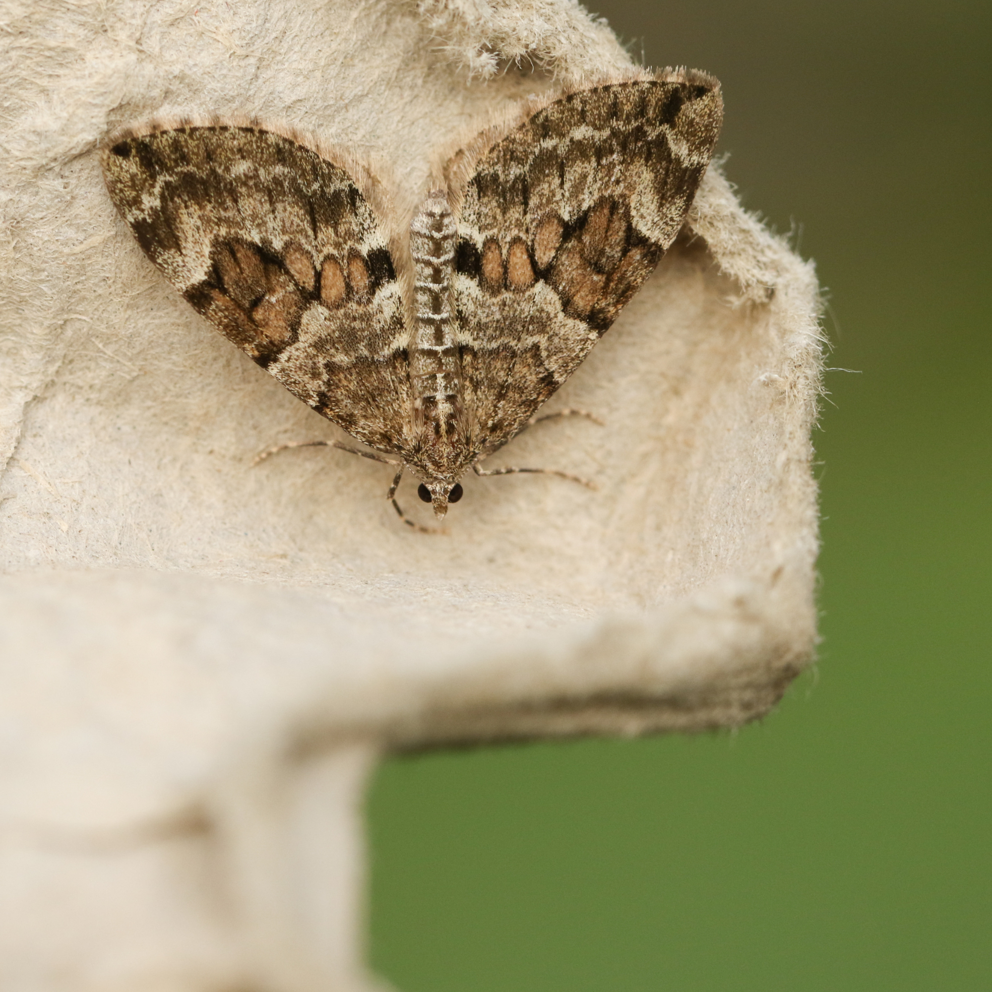 Brown Carpet moth on beige material.