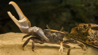 Fiddler Crabs