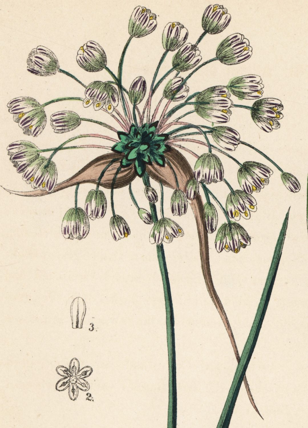 Field garlic