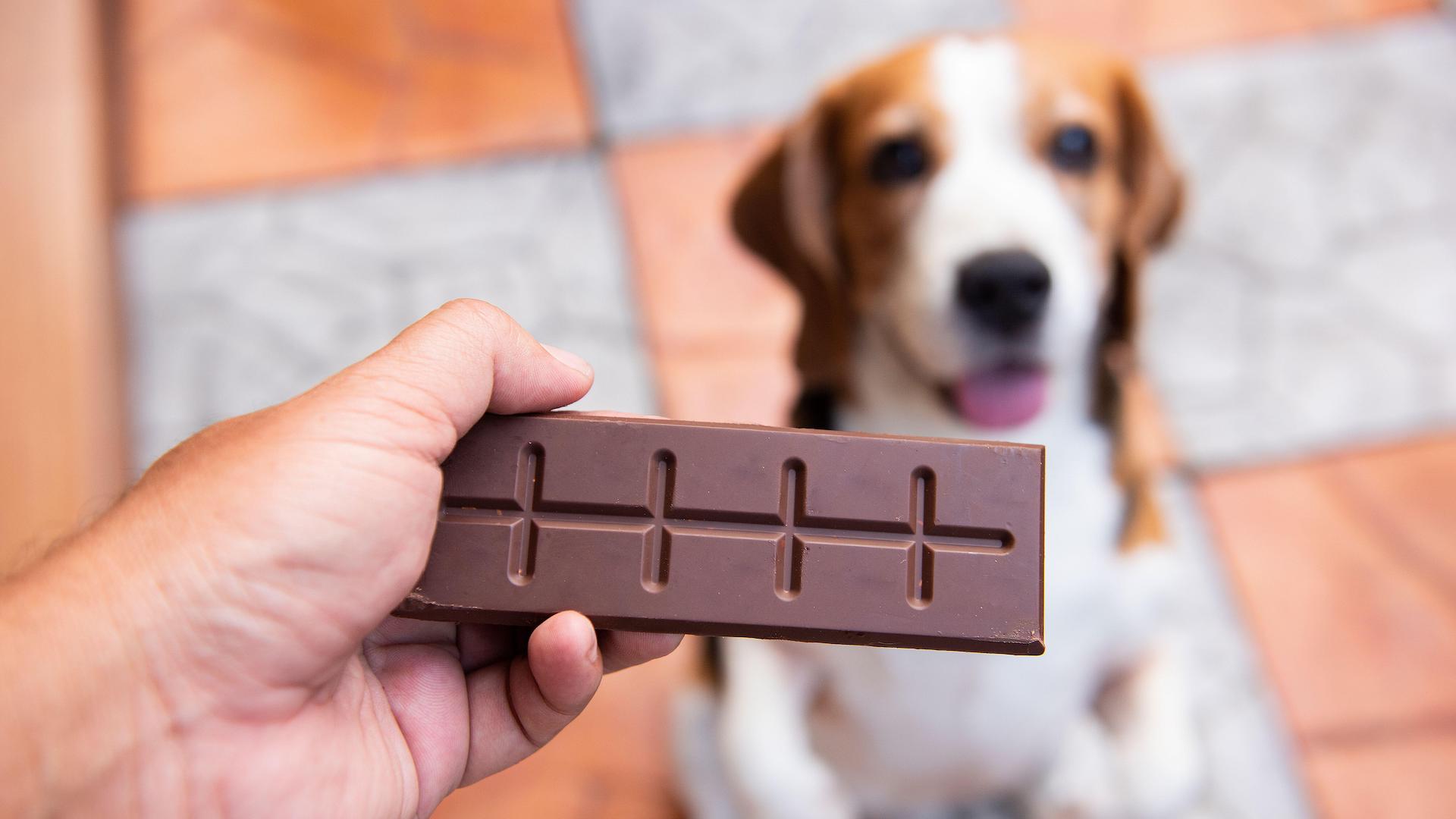 Bar of chocolate with dog