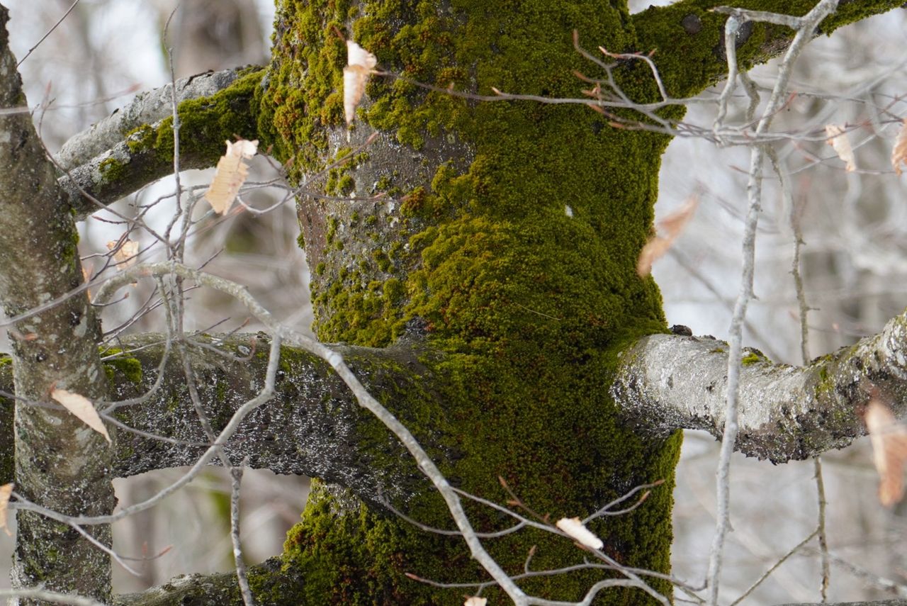 GuruShots - Nature&rsquo;s Masterpiece 2026