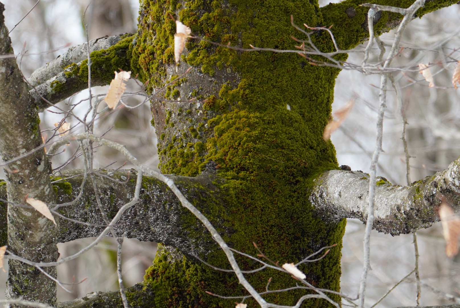 GuruShots - Nature&rsquo;s Masterpiece 2026