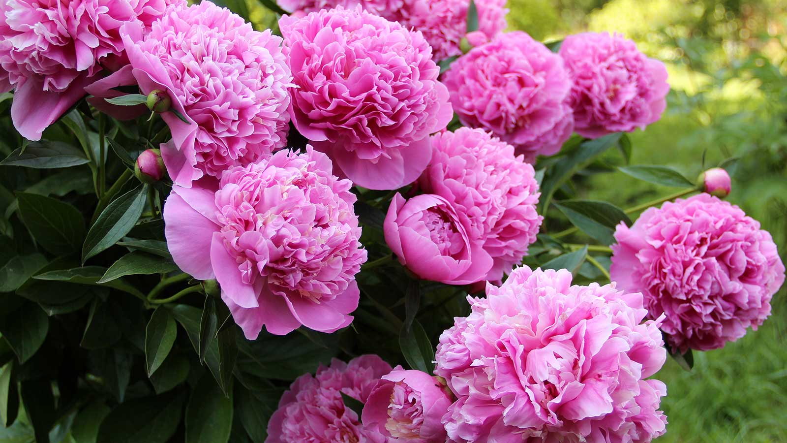 pink peonies