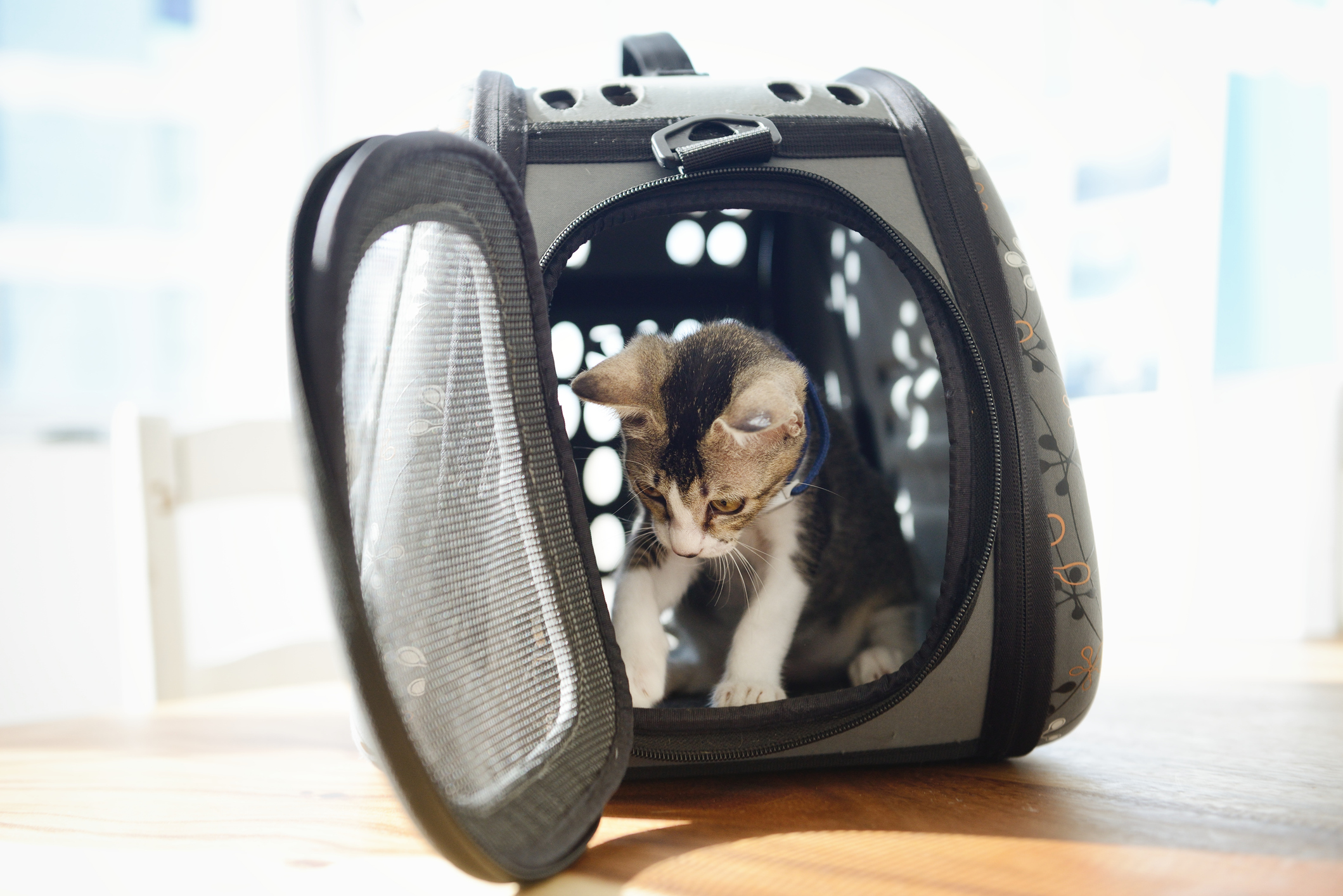 A cat sits inside its carrier while the door is open.