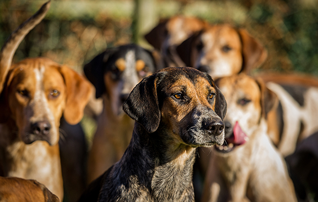 Focussed on the job in hand &amp;mdash; one Tiverton Foxhound looks into the distance while others look on intently behind. check credit with Rich - possibly Sarah Farnsworth
