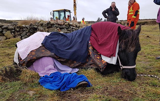 horse cliff rescue
