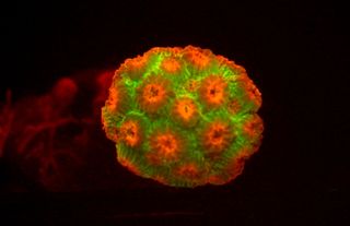An image of Cyphastrea microphthalma, an Indo-Pacific scleractinian coral expressing green and red fluorescent proteins.