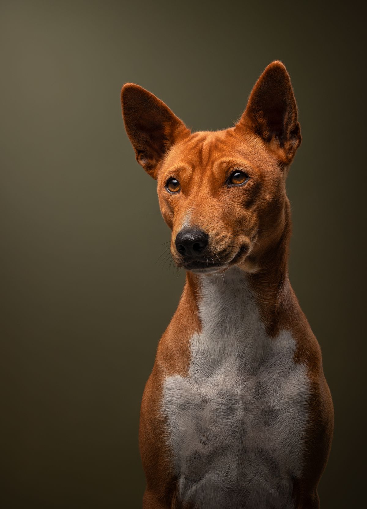Category winner of the 2024 International Pet Photography Awards