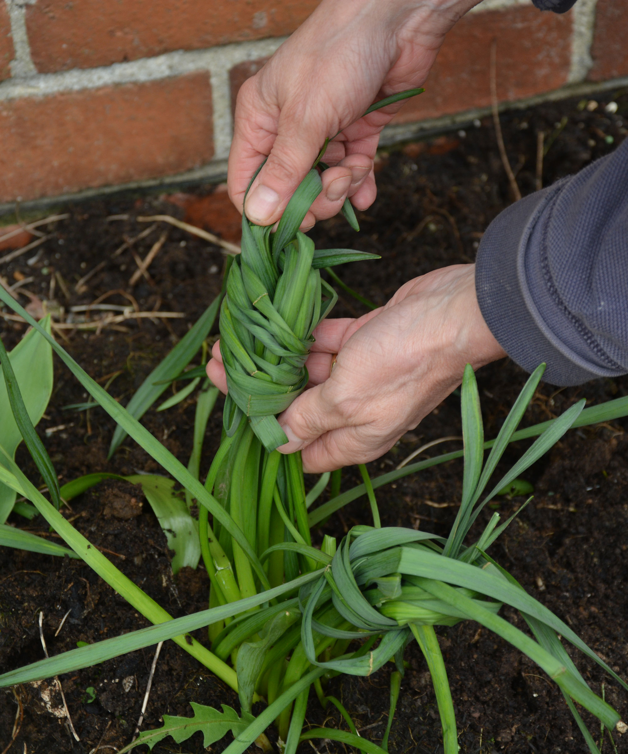 How to deadhead daffodils when and why to do it Gardeningetc