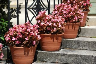 A couple of potted begonias on stairs