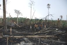 Deforested Awa tribal land