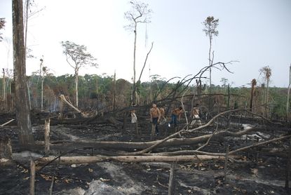 Deforested Awa tribal land