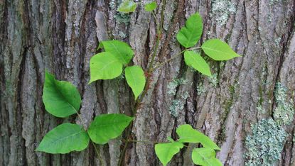 how to get rid of poison ivy: climber up tree