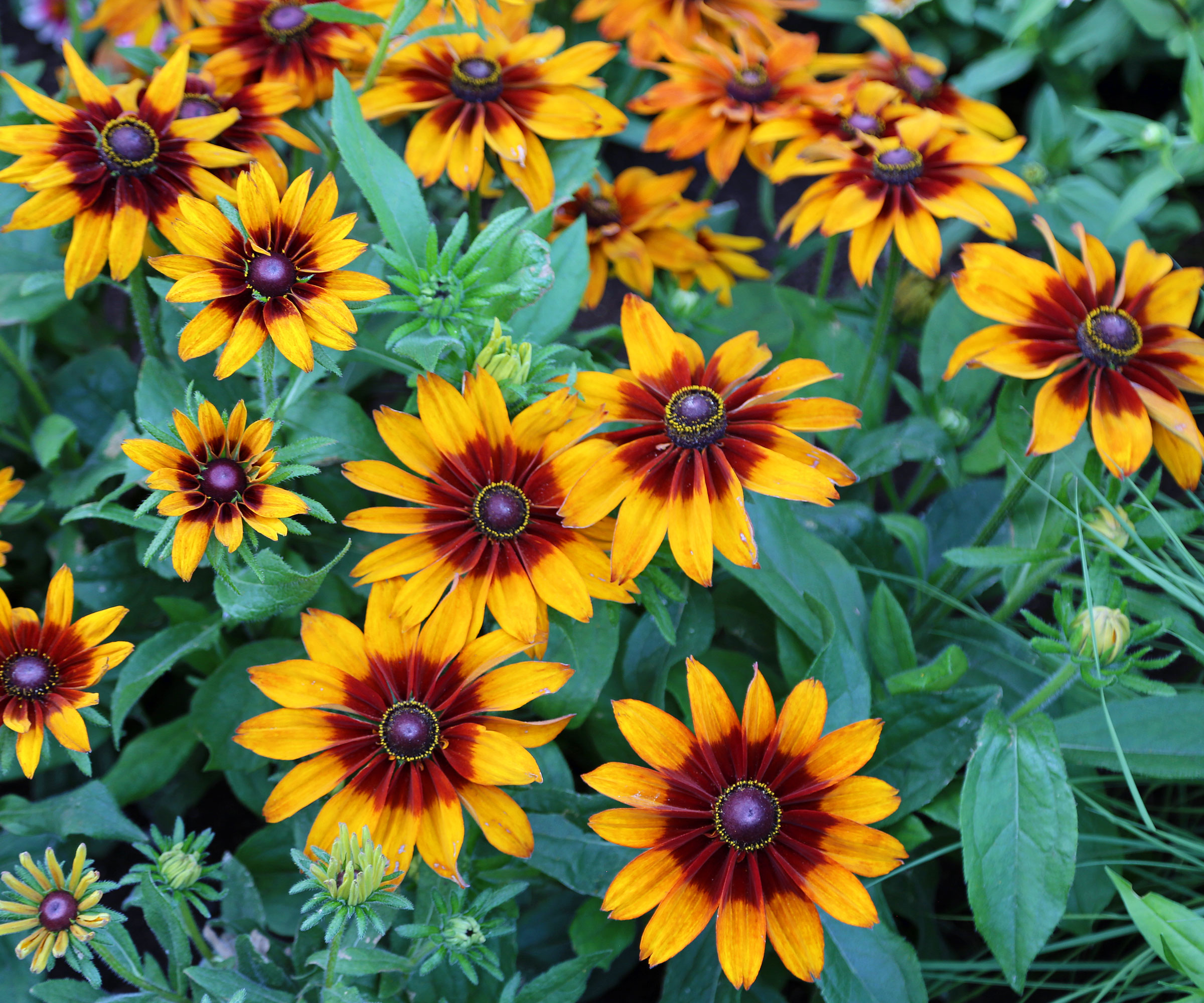 gaillardia plants with copper and yellow flower heads