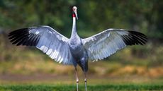 A sarus crane in India (not the injured bird) 