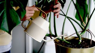 Is dehumidifier water good for plants? image shows watering plants