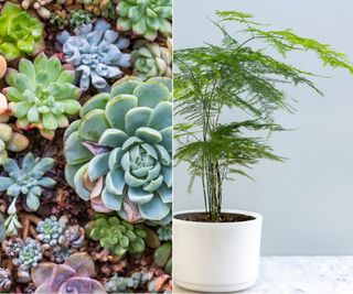 Succulents and ferns