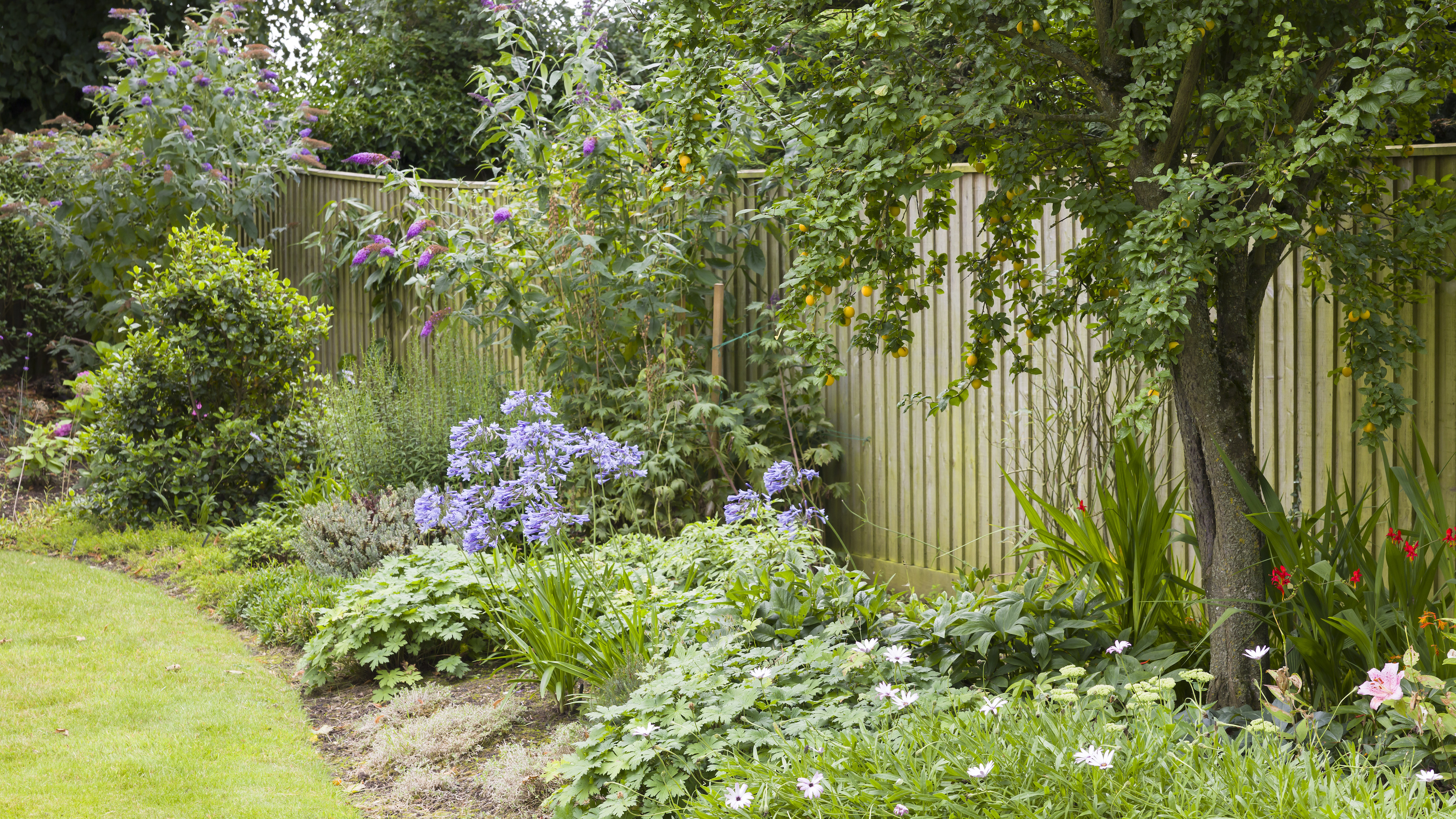 Garden with large curved border with agapanthus and cape daisies and tree with fruit by fence