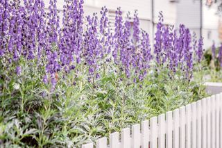 A garden of lavender with a white fence