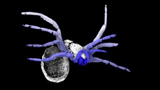 A computed tomography image reveals the 305-million-year-old arachnid that is almost, but not quite, a spider.