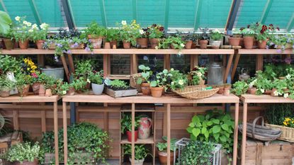 An array of potted flowers and vegetables in a greenhouse at RHS Chelsea Flower Show