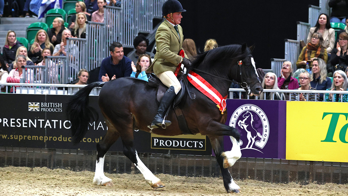 Dycott Welsh King